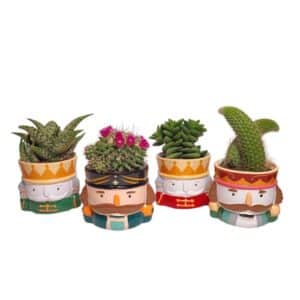 Cactus in Nutcracker Pot 8cm