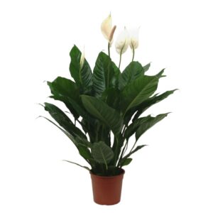 Spathiphyllum Grande in Pot 17cm