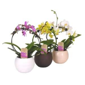 Orchid Hoop 2 stems in Ceramic Pot 9cm