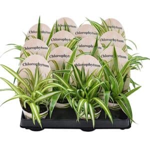 Chlorophytum in Pot 6cm