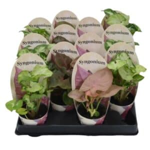 Syngonium in Pot 7cm