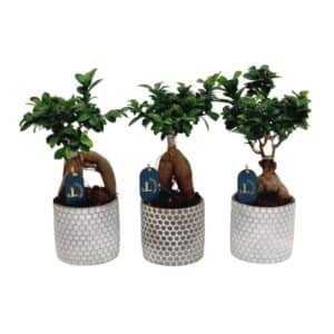 Bonsai Ficus Ginseng in Ceramic Pot 12cm