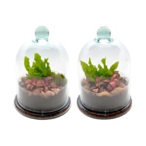 Terrarium Arrangement Garden Dome 19cm x H25cm