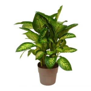 Dieffenbachia Reeva in Pot 30cm