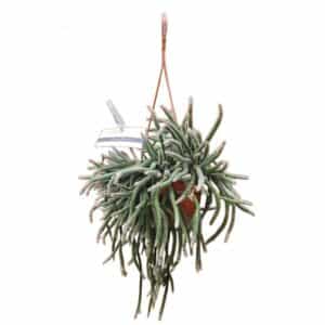 Rhipsalis Fasciculata in Basket 14cm