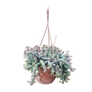 Crassula Rupestris Marnierana in Basket 14cm