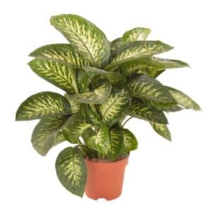 Dieffenbachia seg. Tropic Snow in Pot 24cm