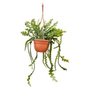 Epiphyllum Anguliger in Basket 14cm