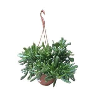 Crassula Hobbit in Basket 14cm