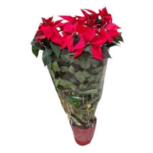 Red Poinsettia In Pot 30cm