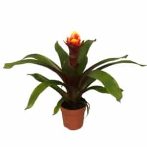 Guzmania 'Akabar' in Pot 12cm