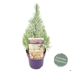 Lavandula Angustifolia Christmas Tree in Pot 15cm