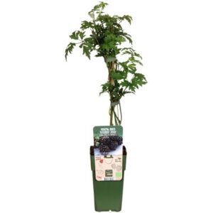 Rubus Fruticosus 'Thornless Evergreen' in Pot 15cm