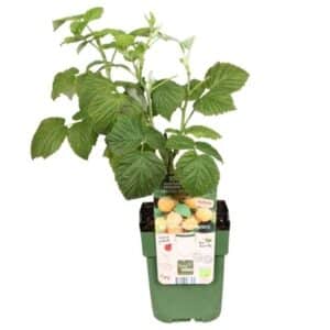 Rubus idaeus Sugana Yellow in Pot 13cm