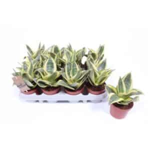 Sansevieria Trifasciata 'Golden Hahnii' in Pot 9cm