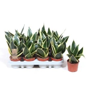Sansevieria Trifasciata 'Golden Hahnii' Black in Pot 9cm