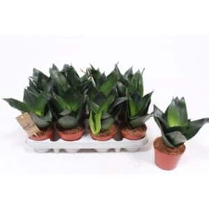 Sansevieria Trifasciata 'Hahnii Black' in Pot 9cm