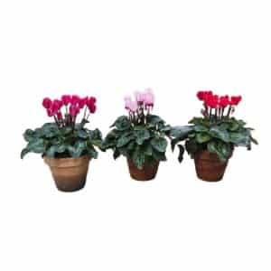 Mini Ciclamino (Cyclamen) in Pot 12cm