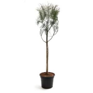 Pinus Pinea in pot 22cm