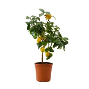 Limone Lunario in Pot 20cm