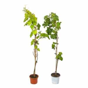 Grapevine (Viti / Grapes)