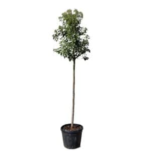 Cinnamomum Camphora in Pot 40cm (Clt.30) Alto Fusto