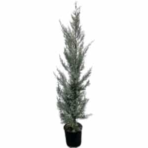 Cupressus Arizonica Fastigiata Clt.25 Pot 37cm H200/250cm
