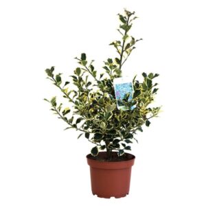 Ilex Aquifolium Aurea Marginata Clt.2 Pot 17cm