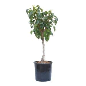Pyrus Communis Nana (Pero Nano) Clt.10 Pot 28cm Mini Alberello
