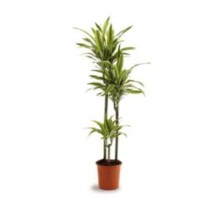 Dracaena Lemon Lime H30/60/90 in Pot 24cm