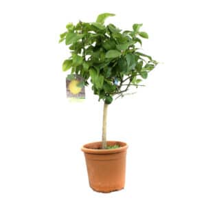 Limone Senza Semi Cespuglio in Pot 20cm