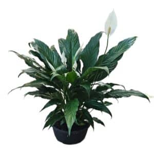 Spathiphyllum in Bowl 22cm Sweet Chico