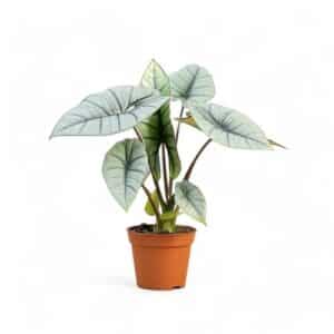 Alocasia Platinum in Pot 17cm