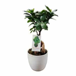 Ficus Ginseng in Pot 15cm