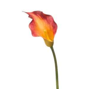Artificial Calla lily Spray red/yellow 83cm