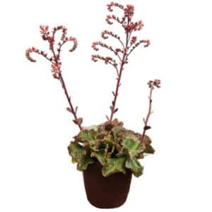 Echeveria Dicks' Pink in Pot 25cm