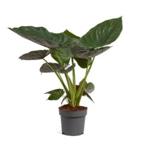 Alocasia Green Wentii in Pot 21cm