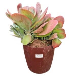 Kalanchoe Thyrsiflora in Pot 25cm