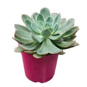 Echeveria Colorata in Pot 17cm