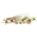 Tillandsia Mix 6-12cm