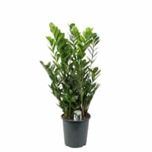 Zamioculcas Zamiifolia in Pot 27cm