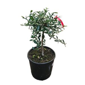 Yuzu Cespuglio in Pot 20cm