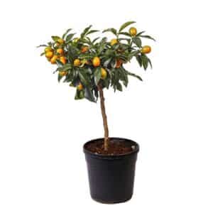 Kumquat Alberello in Pot 22cm