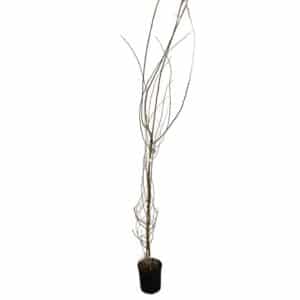 Populis Alba in Pot 30cm (Clt.12) H300-350cm