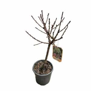 Prunus Persica Nana (Peach) Clt 10 (28cm) Mini Alberello