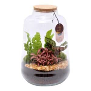 Terrarium Elegance Large D28cm H42cm