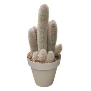 Cleistocactus Strausi in Pot 16cm