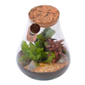 Terrarium Anfora Obliqua D16cm x H30cm