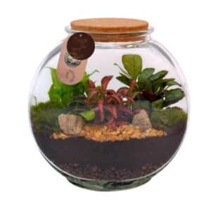Terrarrium Luna Jar Medium 12 x 20 x H24cm