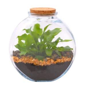 Terrarium Luna Jar Small 8 x 12 x H16cm